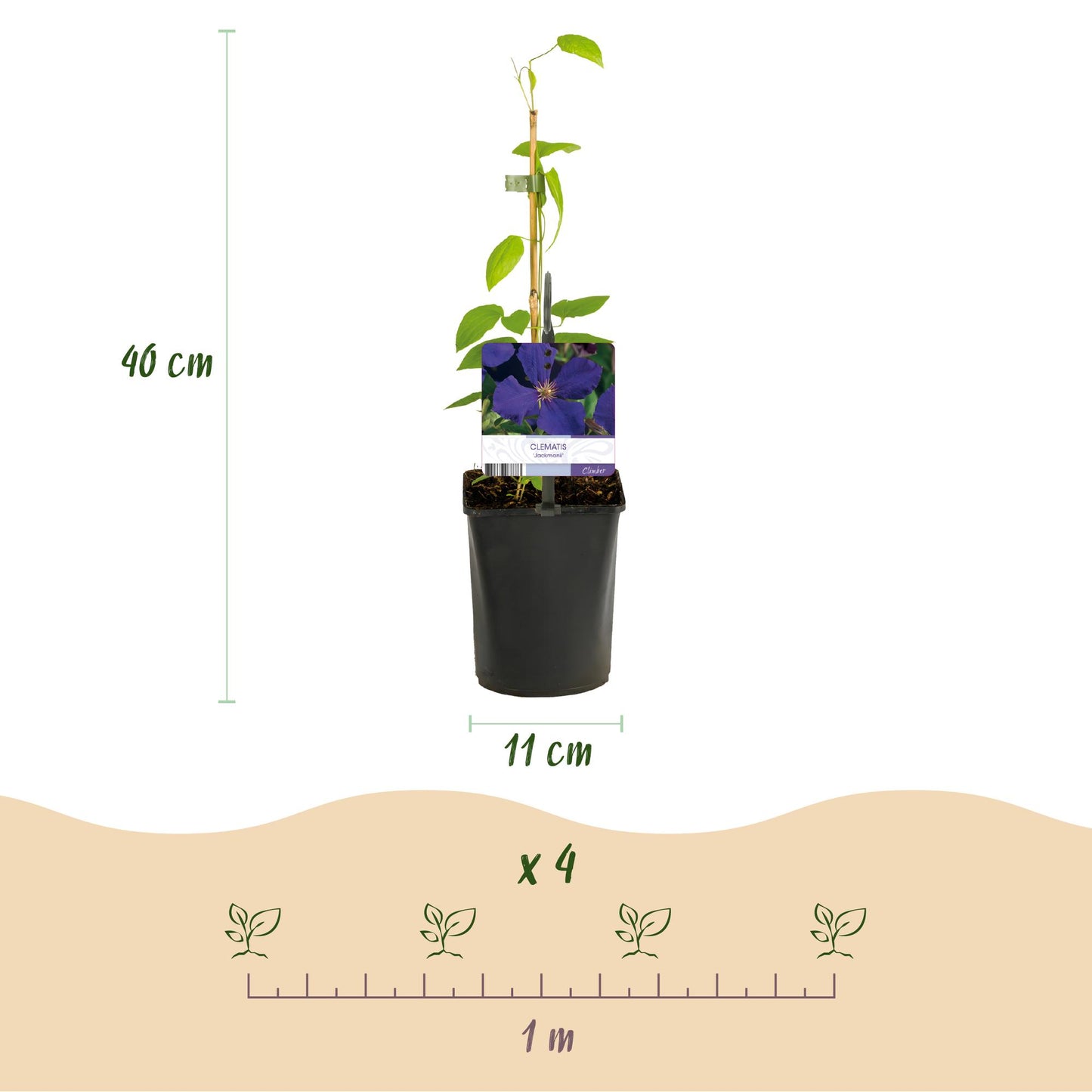 GreenboutiQ - Kletterpflanze - Clematis Jackmanii - Blüte Blau - Wenig Pflege - 2 Pflanzen - Topf 11cm Höhe 40cm