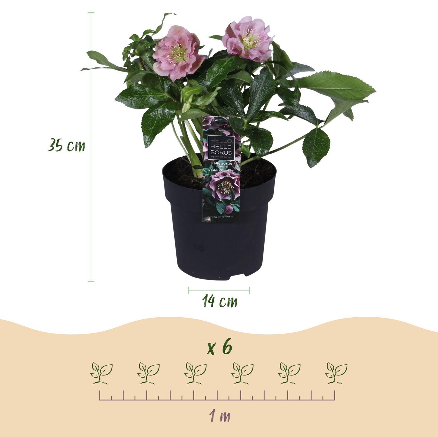 GreenboutiQ - Gartenpflanze - Lenzrose - Helleborus orientalis Double Ellen Pink - Rosa Blüte - 2 Pflanzen - Immergrün - Topf 14cm Höhe 35cm
