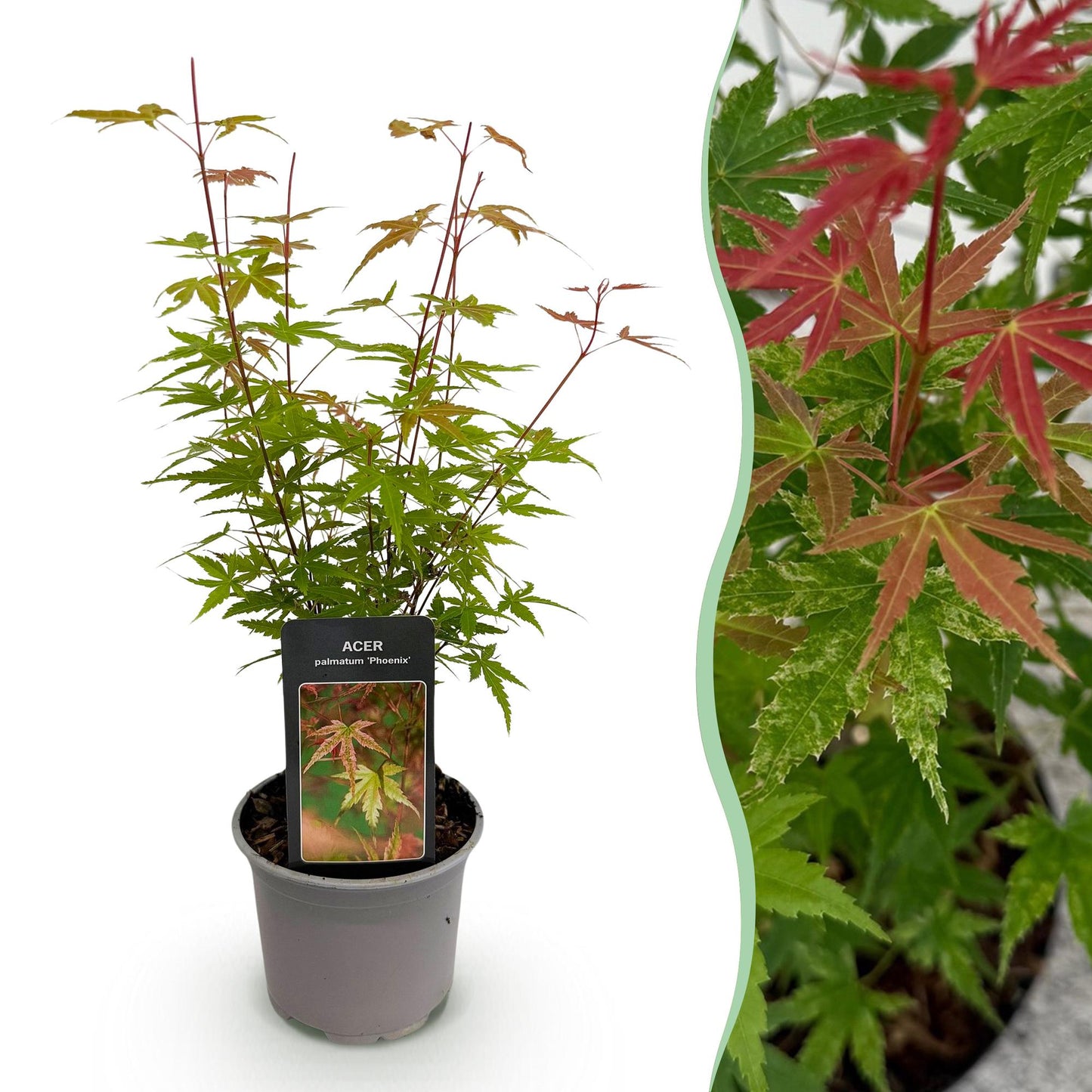 GreenboutiQ - Gartenpflanze - Acer palmatum Phoenix - Rosa - 1 Pflanze - Laubabwerfend - Wenig Pflege - Topf 12cm Höhe 35cm