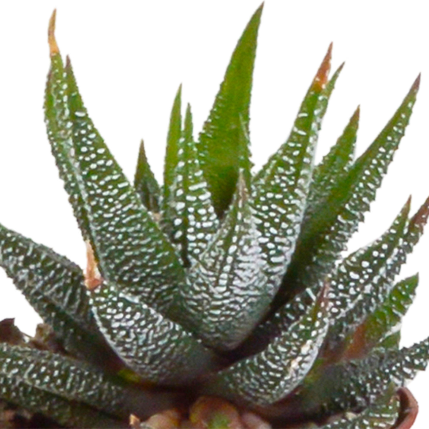 Gasteria/Haworthia-Mischung 5,5cm - zonder pot - 5x