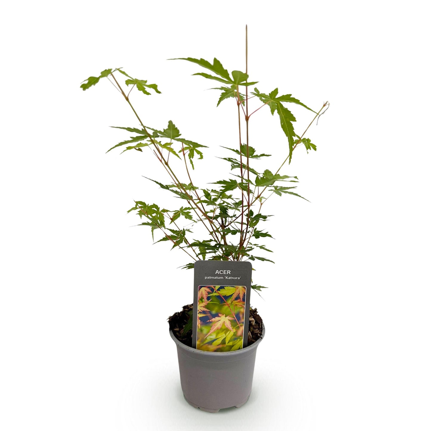 GreenboutiQ - Gartenpflanze - Acer palmatum Sangokaku - Grün - 1 Pflanze - Laubabwerfend - Wenig Pflege - Topf 12cm Höhe 35cm