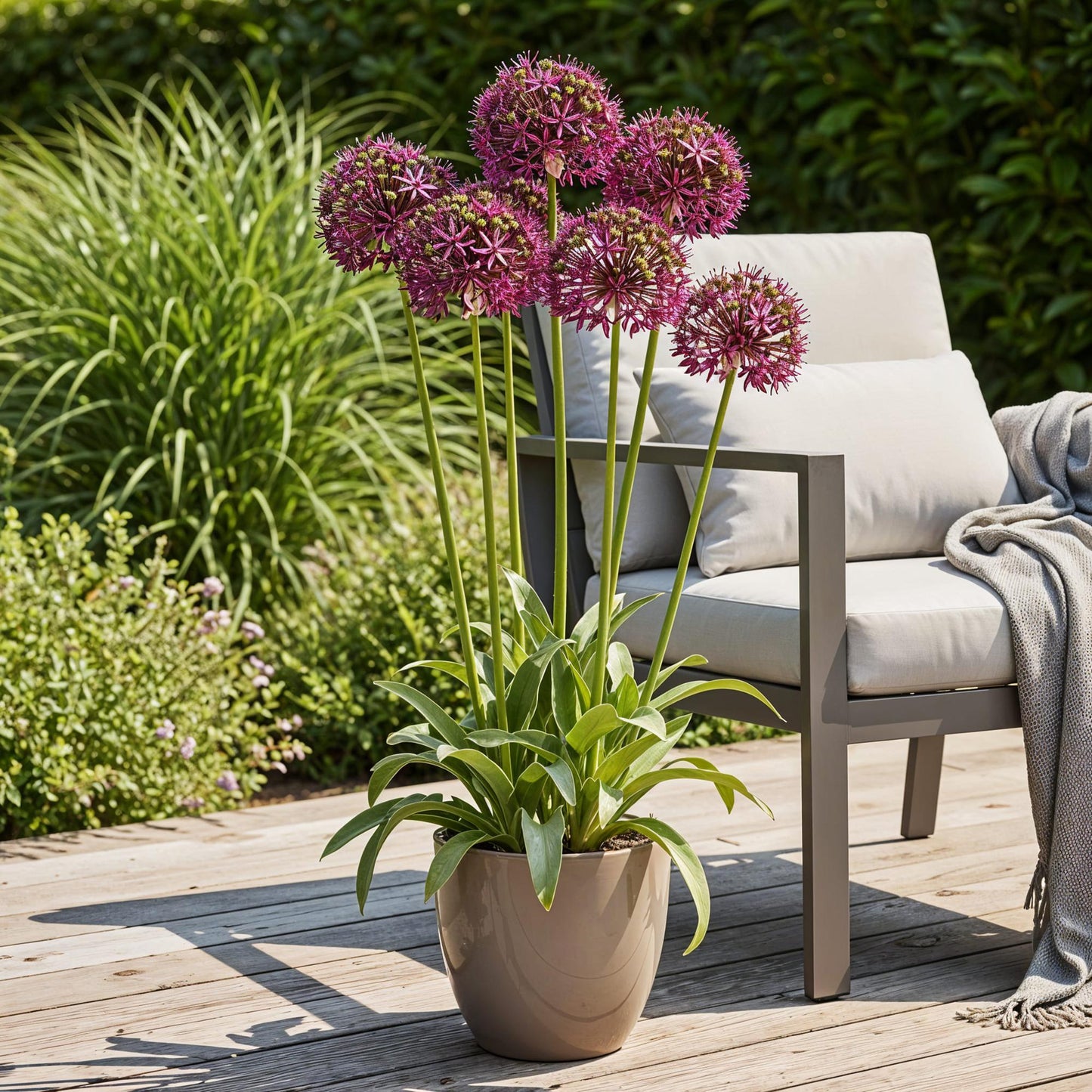 GreenboutiQ - Blumenzwiebeln - Allium Miami - Bulbs Hardy Perennial - Farbe Lila - 15 Stück - Zwiebelgröße 10/11 - XXL Pack