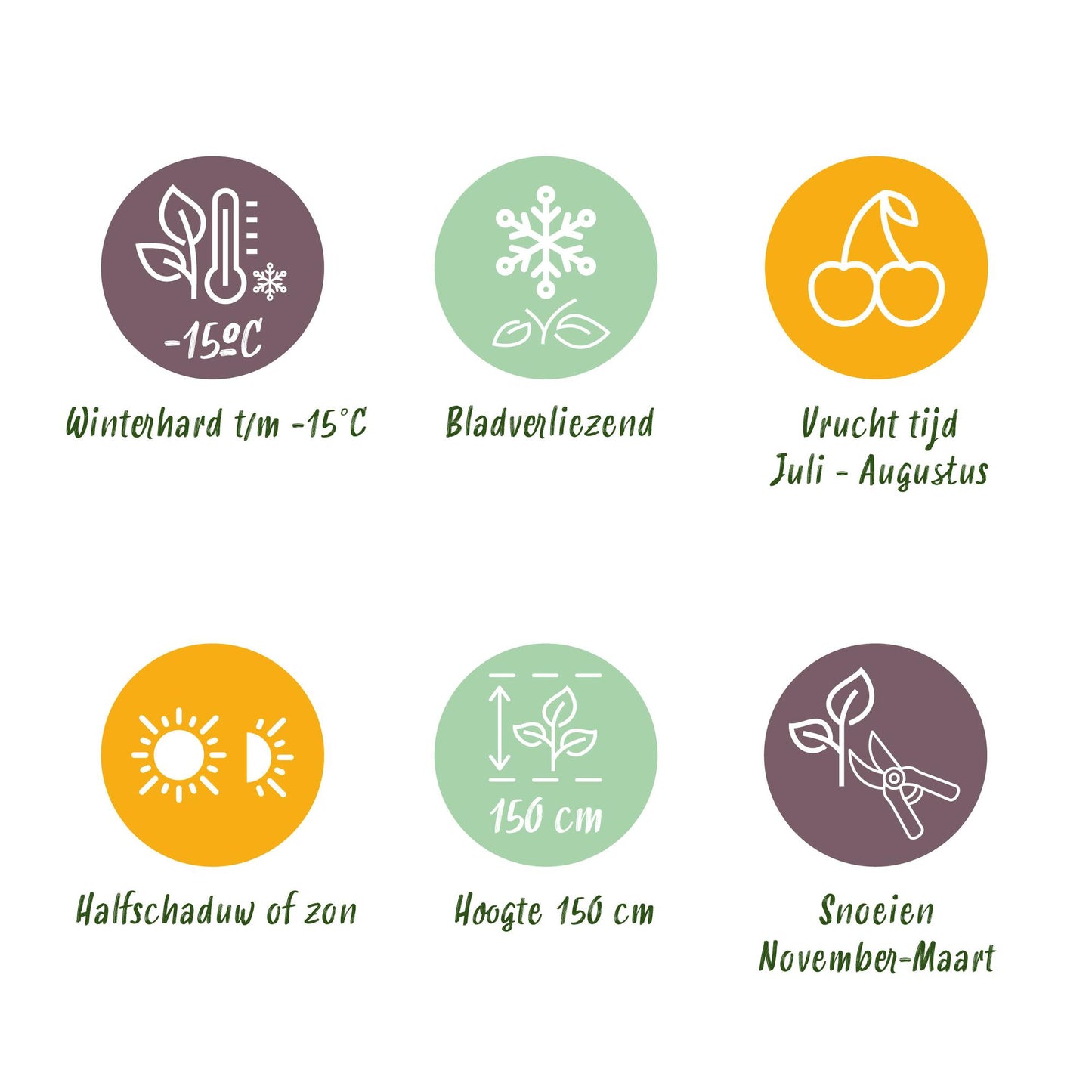 GreenboutiQ - Obstpflanze - Brombeere - Rubus Thornfree Evergreen - Schwarze Brombeere - Dornlos - 2 Pflanzen - Topf 11cm Höhe 40cm