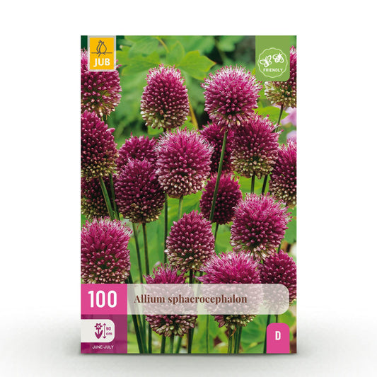 GreenboutiQ - Blumenzwiebeln - Allium Sphaerocephalon - Farbe Lila - 100 Stück - Zwiebelgröße 5/6 - XXL Pack