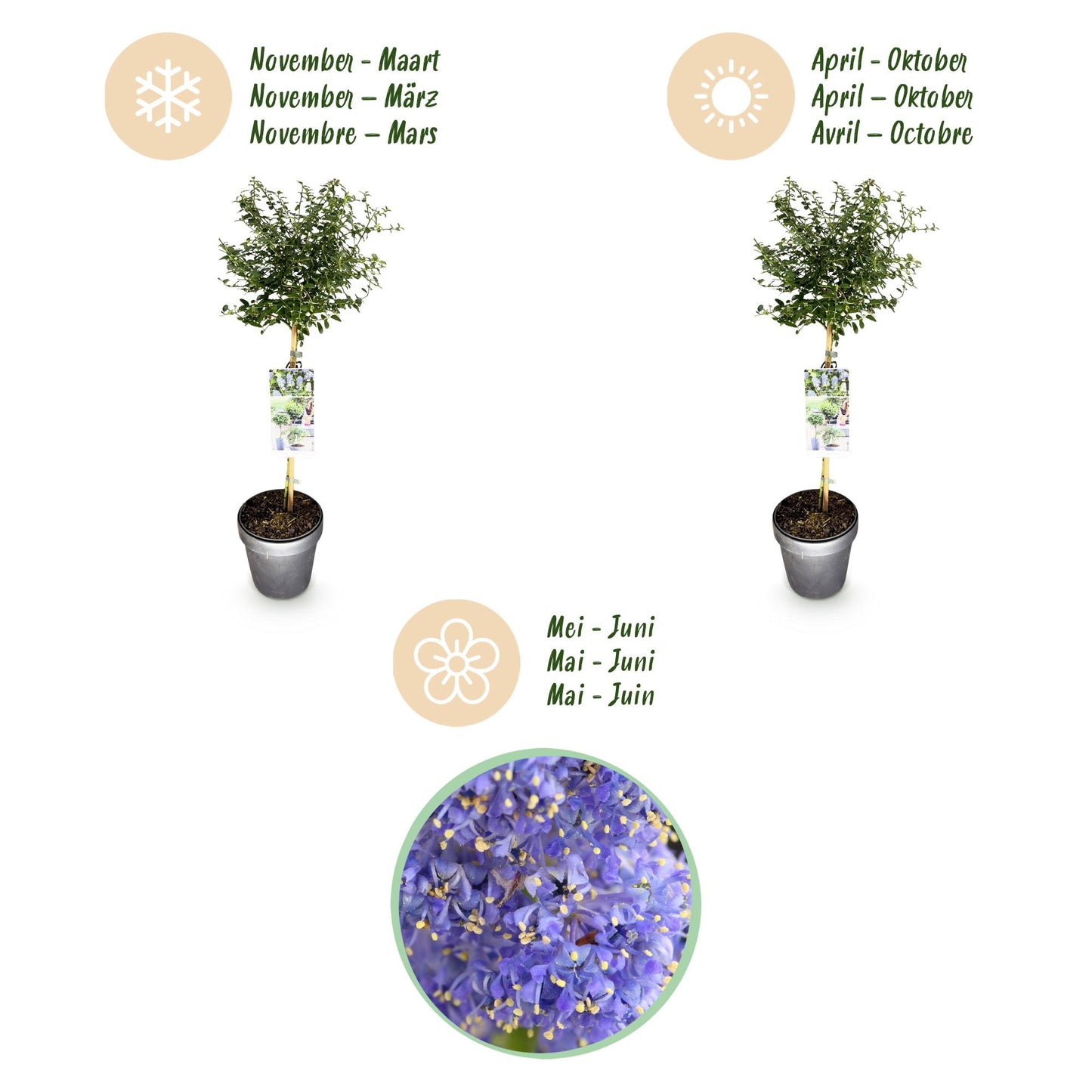 GreenboutiQ - Stamm-Pflanze - Ceanothus thyrsiflorus Repens - Terrassenpflanze - Immergrün - Winterhart - Lila Blüte - Topf 19cm Höhe 90cm