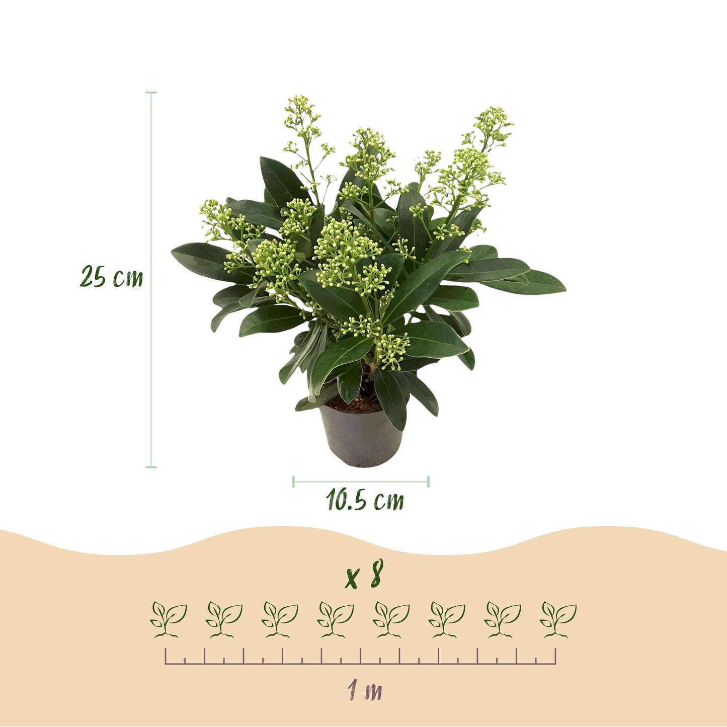 GreenboutiQ - Terrassenpflanze - Skimmia japonica Finchy - Blüte Weiß - 10+ Blumen - 3 Pflanzen - Winterhart - Topf 10,5cm Höhe 25cm