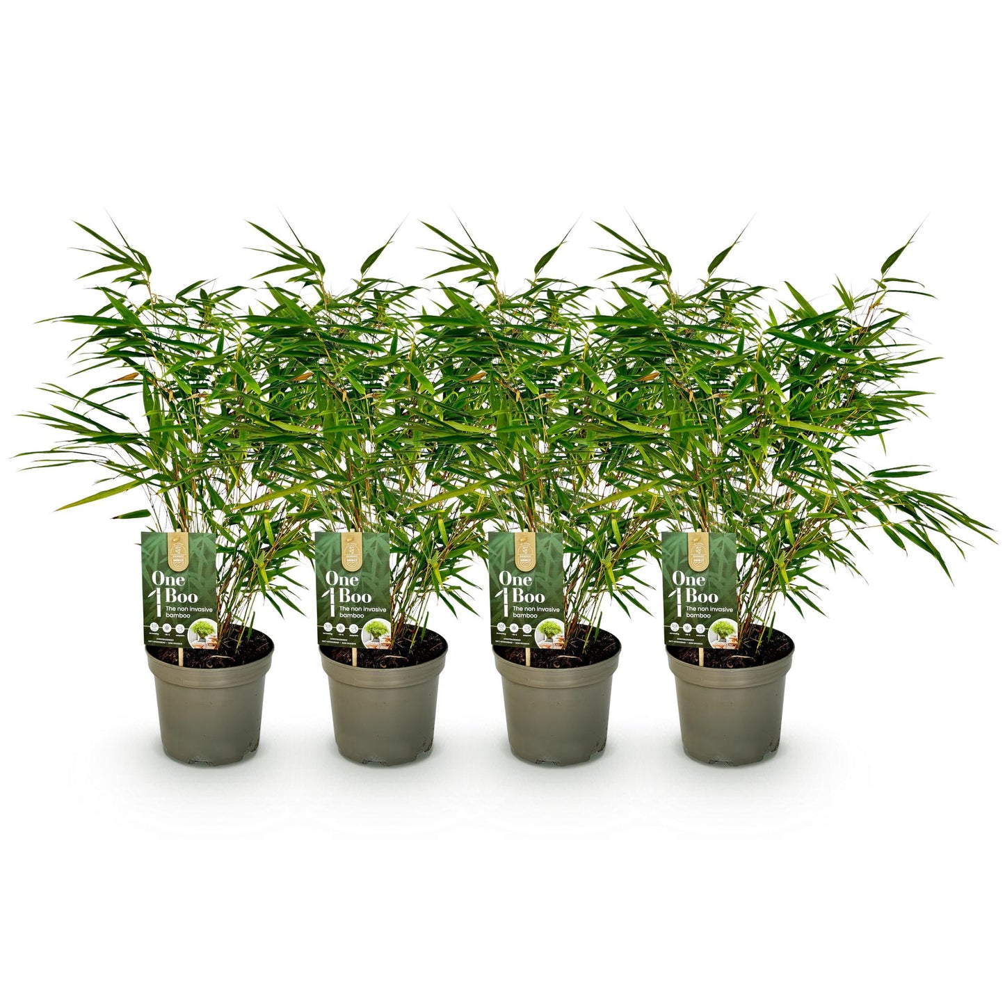 GreenboutiQ - Bambus - Fargesia rufa - Grün - 4 Pflanzen - Immergrün - Nicht Ausbreitend - Topf 17cm Höhe 60cm