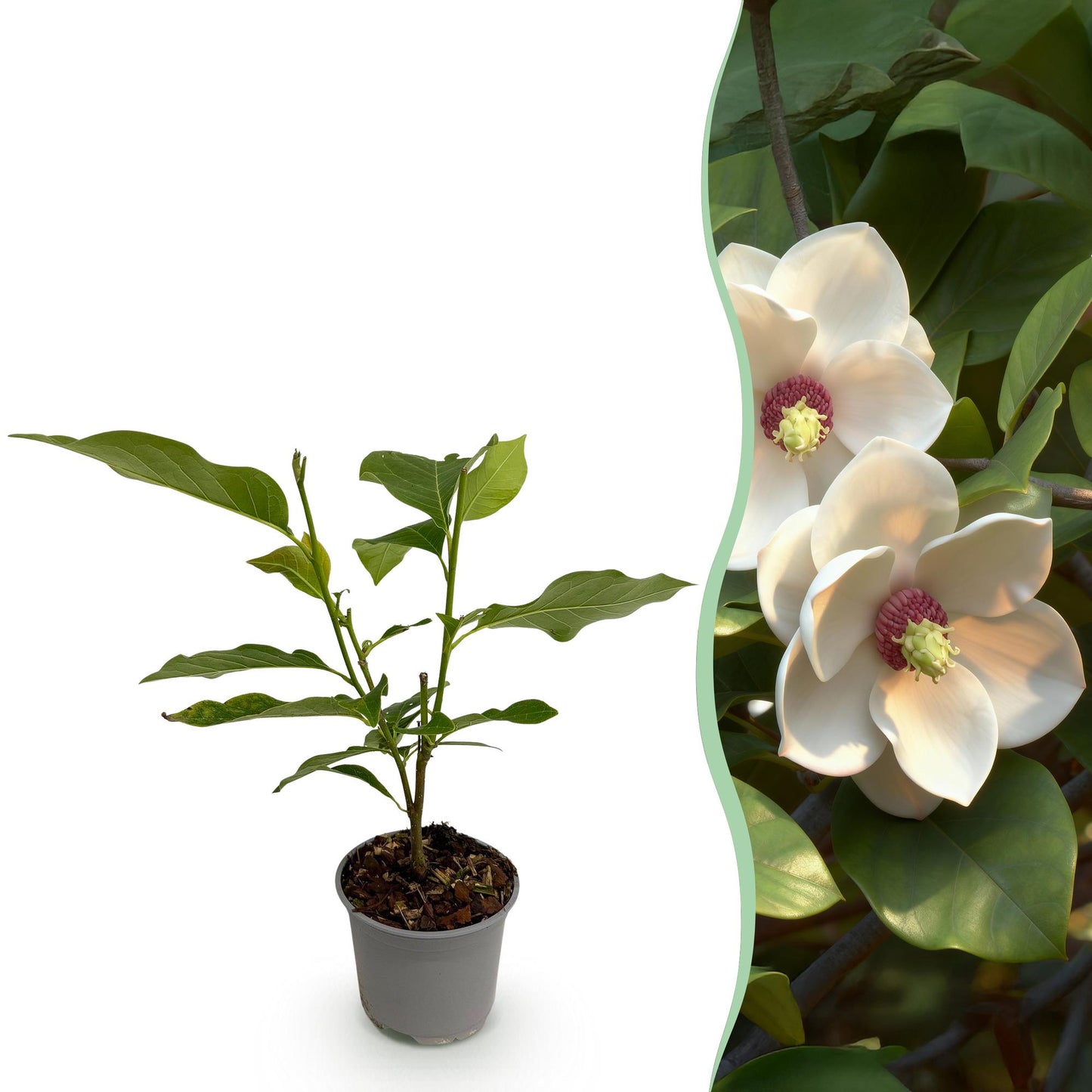 GreenboutiQ - Gartenpflanze - Magnolia sieboldii - Blüte Weiß-Rot - 1 Pflanze - Laubabwerfend - Wenig Pflege - Topf 12cm Höhe 30cm