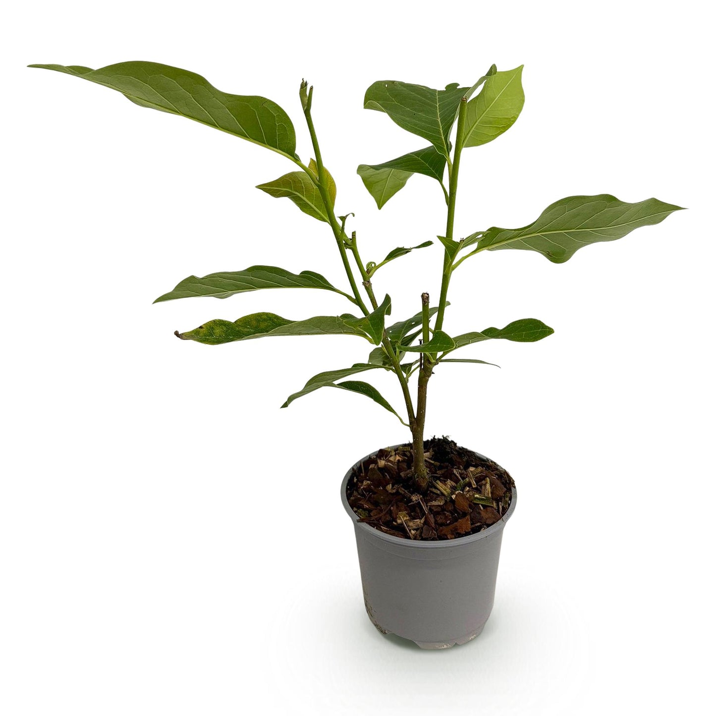 GreenboutiQ - Gartenpflanze - Magnolia sieboldii - Blüte Weiß-Rot - 1 Pflanze - Laubabwerfend - Wenig Pflege - Topf 12cm Höhe 30cm