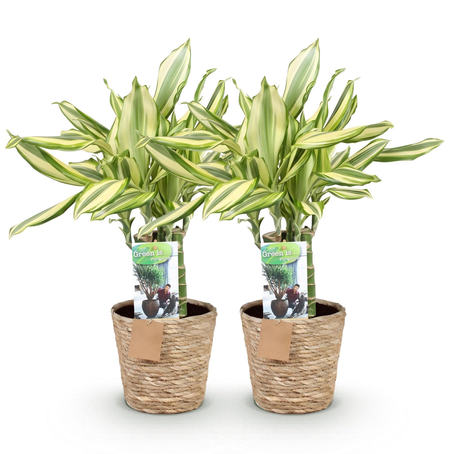 Green boutiQ - Zimmerpflanzen - Dracaena fragrans Diamond Dream - Drachenbaum - Wenig Pflege - mit Korb - Bunt - 2 Pflanzen - Topf 17cm - Höhe 50-55cm