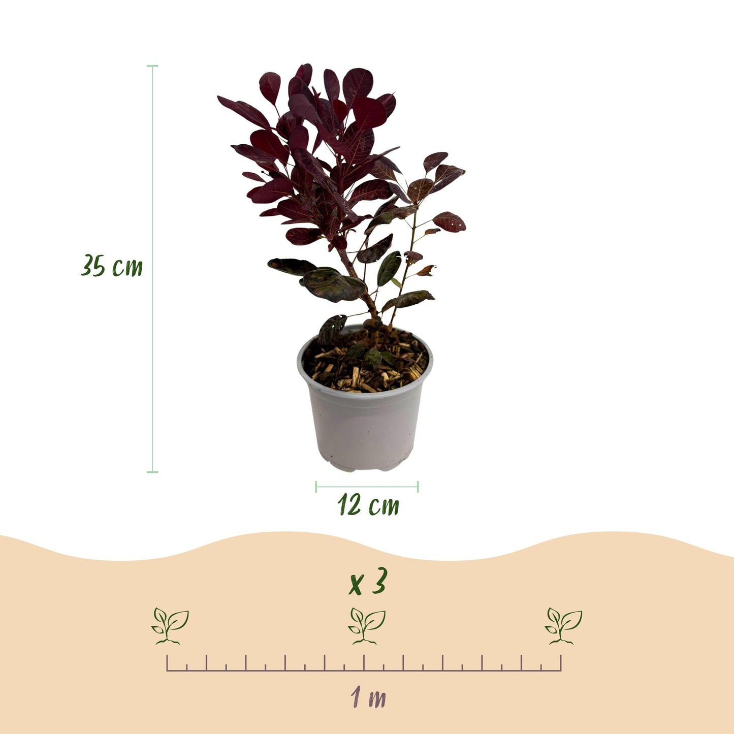 GreenboutiQ - Gartenpflanze - Cotinus coggyria Lilla - Lila 3 Pflanzen - Laubabwerfend - Pflegeleicht - Topf 12cm Höhe 35cm