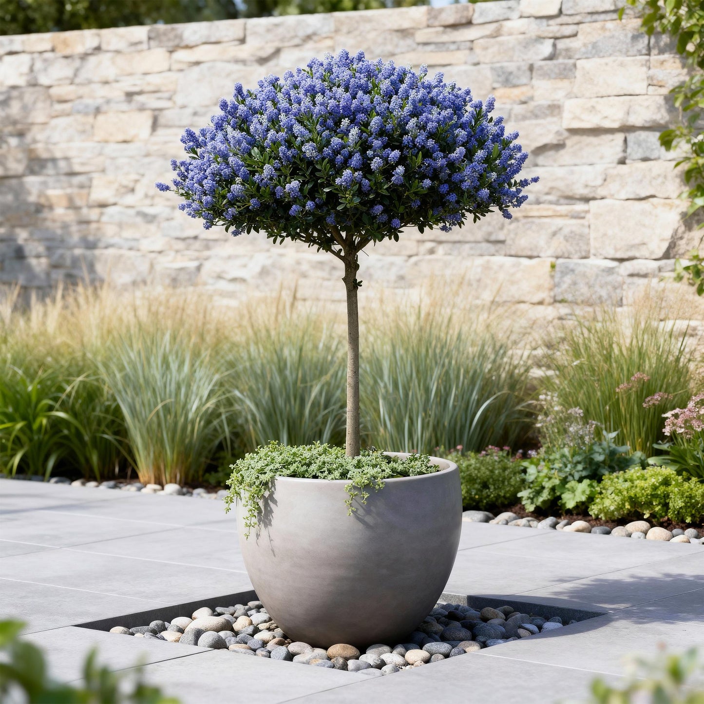 GreenboutiQ - Stamm-Pflanze - Ceanothus thyrsiflorus Repens - Terrassenpflanze - Immergrün - Winterhart - Lila Blüte - Topf 19cm Höhe 90cm