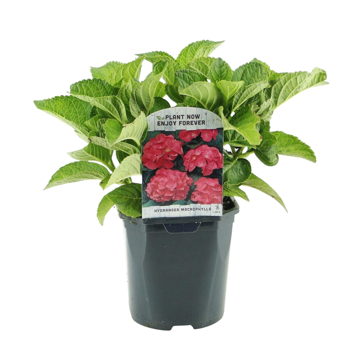GreenboutiQ - Hortensie - Hydrangea macrophylla Rot - Blüte Rot - 1 Pflanze - Laubabwerfend - Wenig Pflege - Topf 17cm Höhe 30cm