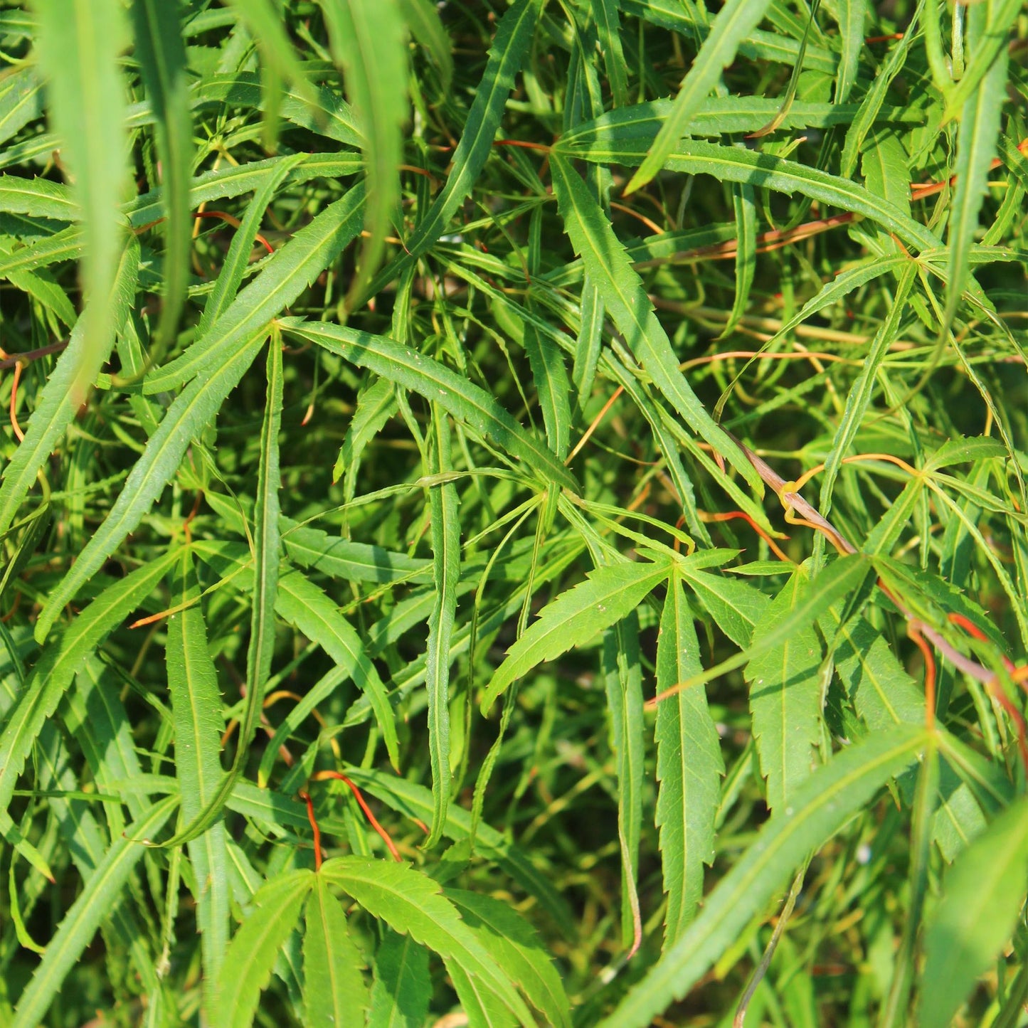 GreenboutiQ - Balkonpflanze - Japanischer Ahorn - Acer palmatum Koto-no-ito - Grün - 1 Pflanze - Laubabwerfend - Topf 19cm Höhe 70cm