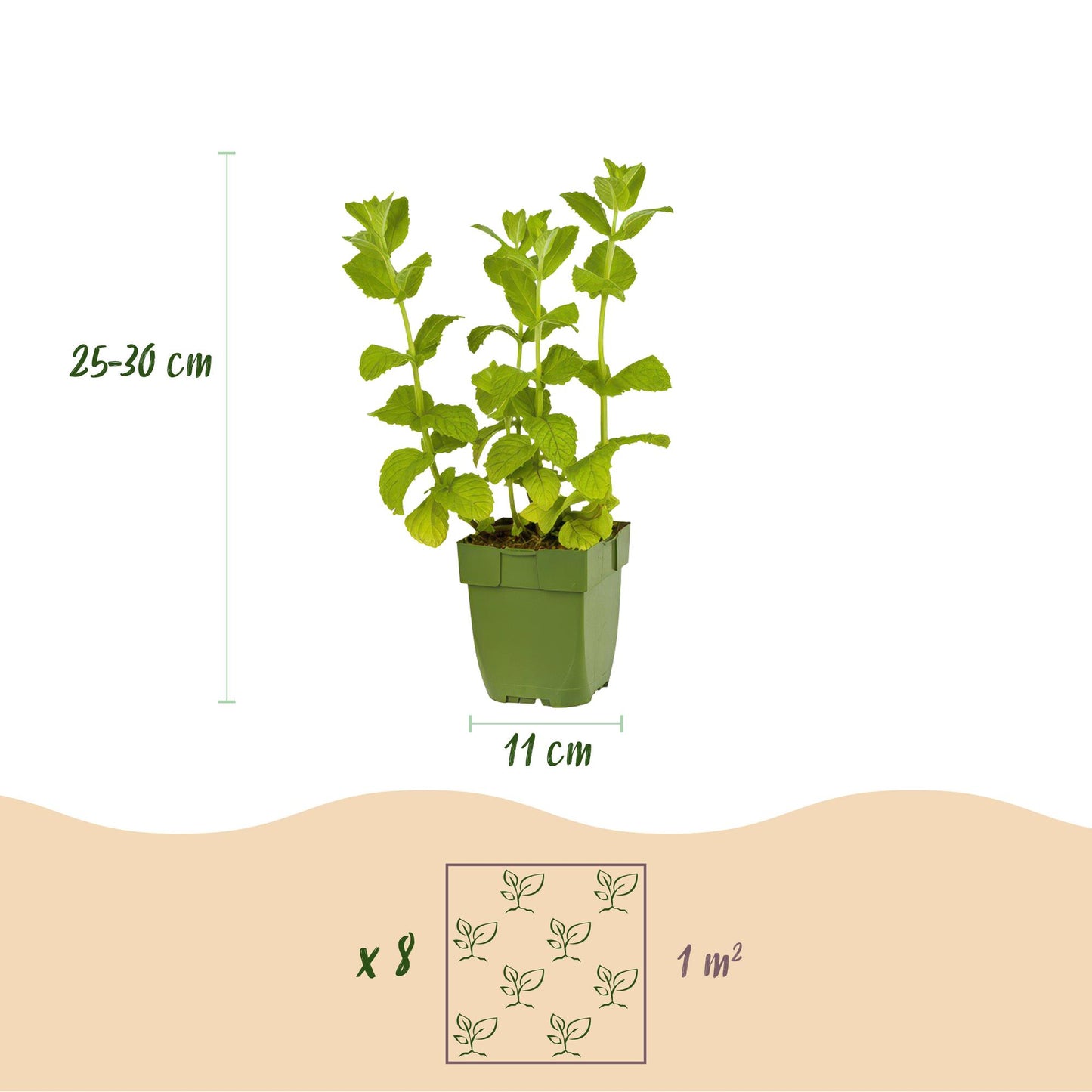 GreenboutiQ - Staudenpaket - Kräutertee - 8 Stauden - Für 1 m2 - Verschiedene Farben - Wenig Pflege - Topf 11cm