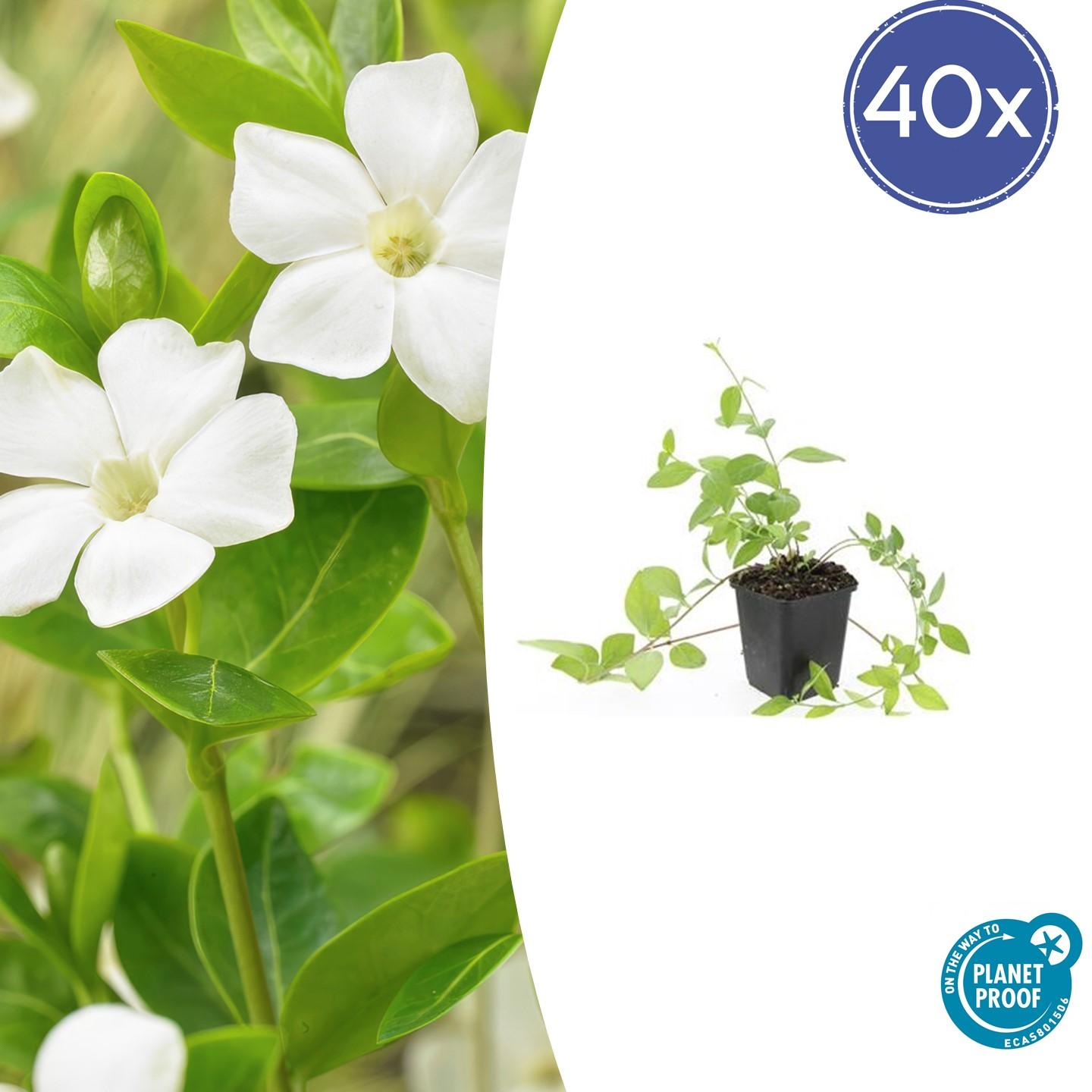 40x Vinca major 'Alba' - ↕10-25cm - Ø9cm