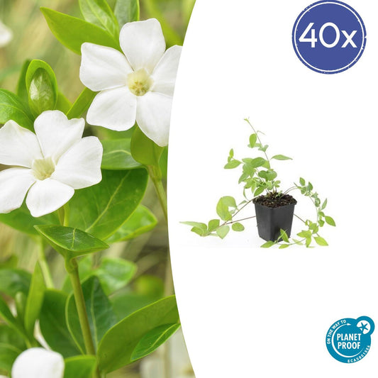 40x Vinca major 'Alba' - ↕10-25cm - Ø9cm