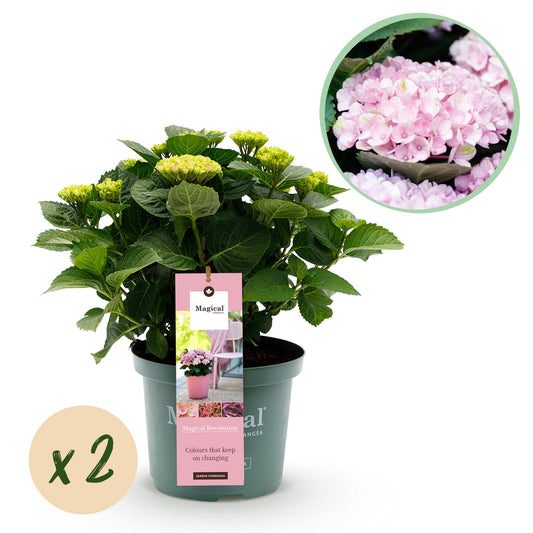 Green boutiQ - Balkonpflanze - Hortensie - Hydrangea Magical Revolution Pink - Pink - 6-10 Blüten - 2 Pflanzen - Topf 23cm Höhe 55cm