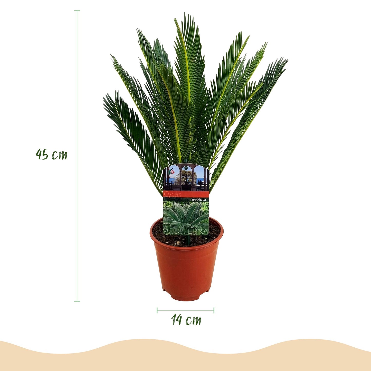 Green boutiQ - Zimmerpflanze - Cycas revoluta - Palmenfarn - Wenig Pflege - Grün - 2 - Topf 14cm - Höhe 45cm