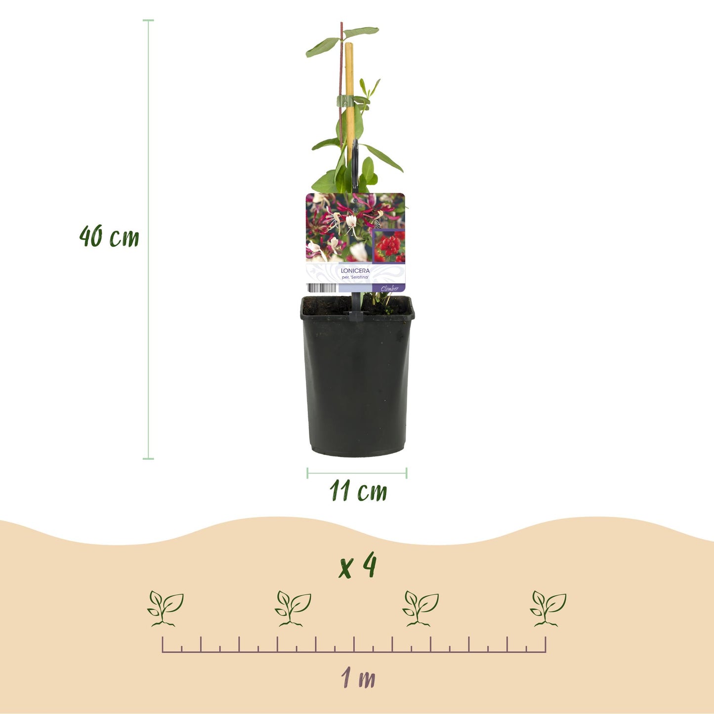 GreenboutiQ - Geißblatt - Lonicera Serotina - Blüte Rosa mit Weiß - Wenig Pflege - 2 Pflanzen - Topf 11cm Höhe 40cm