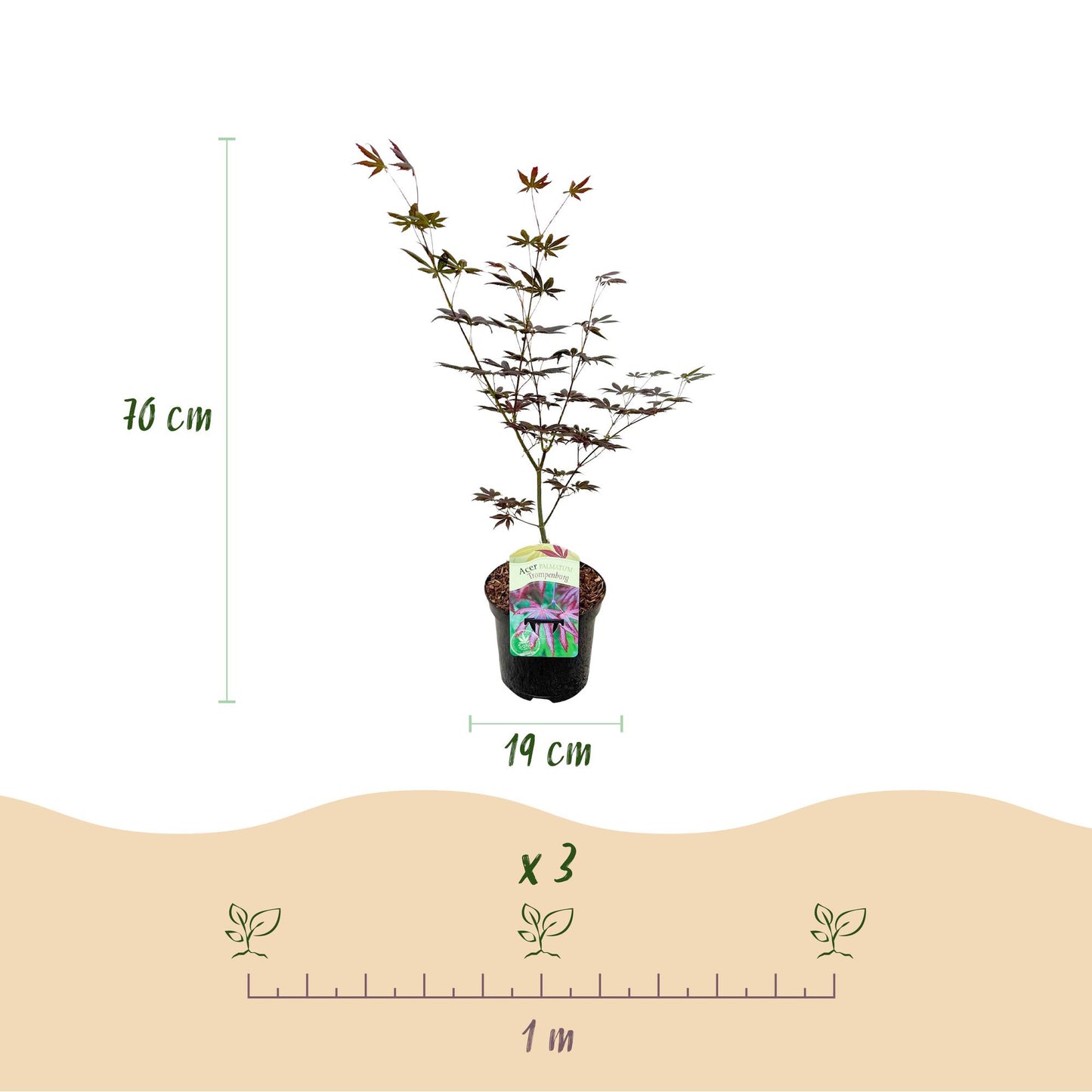 GreenboutiQ - Balkonpflanze - Japanischer Ahorn - Acer palmatum Trompenburg - Dunkel Lila - 2 Pflanzen - Laubabwerfend - Topf 19cm Höhe 70cm