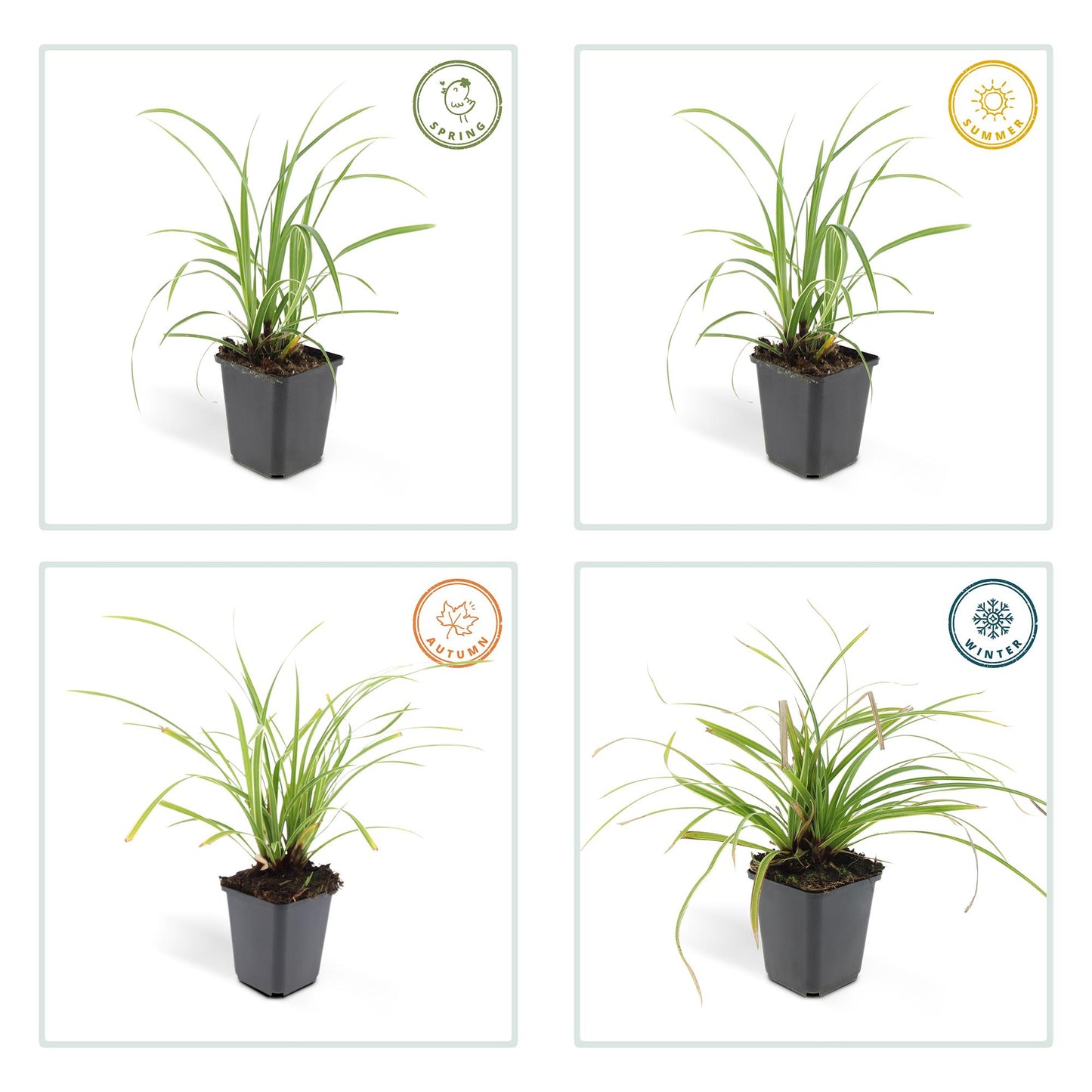 40x Carex morrowii 'Ice Dance' - ↕10-25cm - Ø9cm