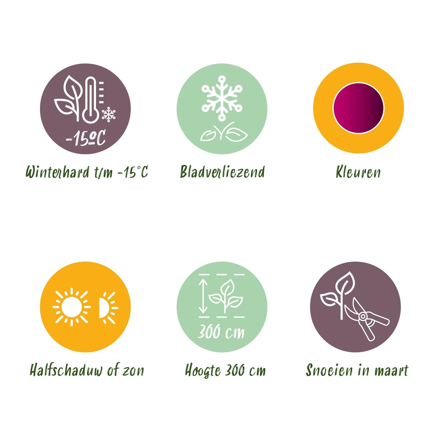 GreenboutiQ - Balkonpflanze - Japanischer Ahorn - Acer palmatum Atropurpureum - Lila - 2 Pflanzen - Laubabwerfend - Topf 19cm Höhe 70cm