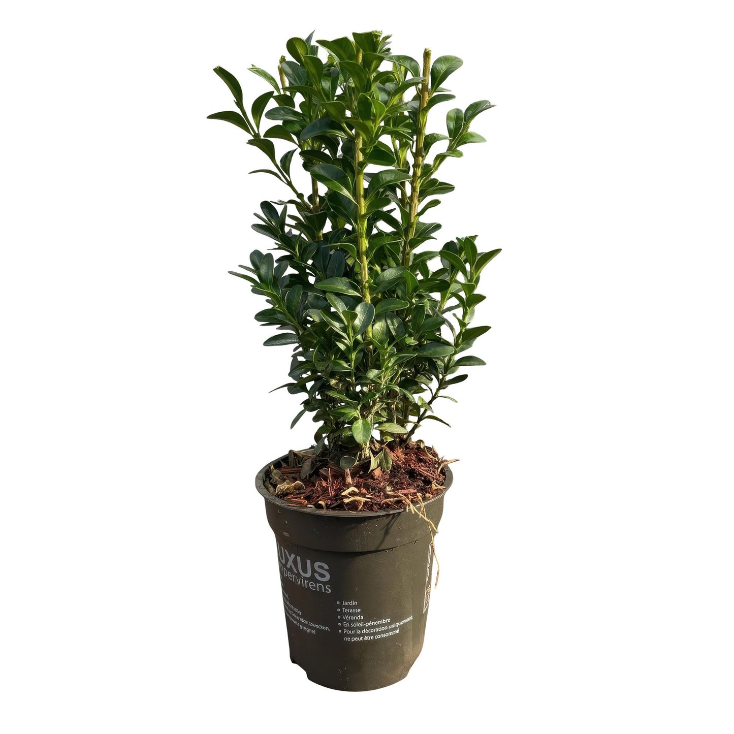 GreenboutiQ - Heckenpflanzen - Buxus sempervirens - Blatt grün - 8 Pflanzen - 1 laufender Meter - immergrün - Topf 9cm Höhe 20-25cm