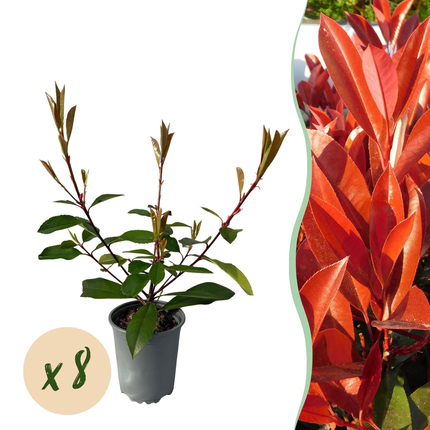 GreenboutiQ - Heckenpflanzen - Photnia fraseri Red Robin - Blatt rot grün - 8 Pflanzen - 1 laufender Meter - immergrün - Topf 9cm Höhe 30-35cm