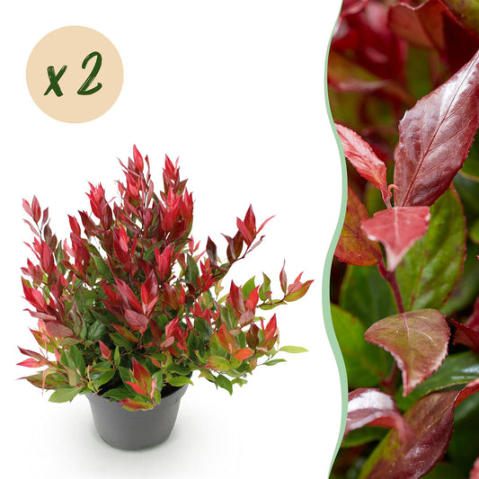 GreenboutiQ - Gartenpflanze - Leucothoe Little Flame - Rot - 2 Pflanzen - Immergrün - Pflegeleicht - Topf 17cm Höhe 45cm