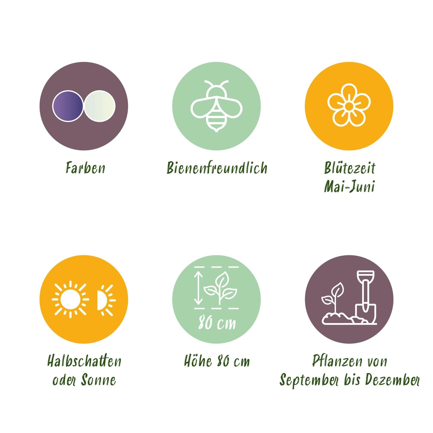 GreenboutiQ - Blumenzwiebeln - Camassia Leichtlinii Mix - Farbe Lila und Weiß - 5 Stück - Zwiebelgröße 12/14 - XXL Pack