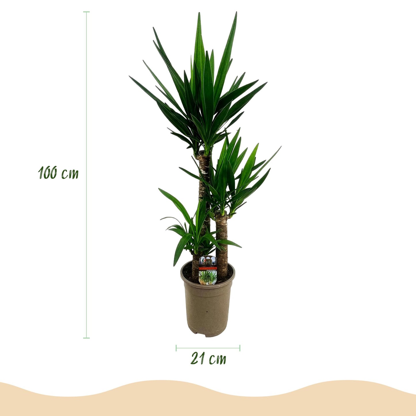 Green boutiQ - Zimmerpflanze - Yucca elephantipes - Yucca - Wenig Pflege - Grün - 2 - Topf 21cm - Höhe 100cm