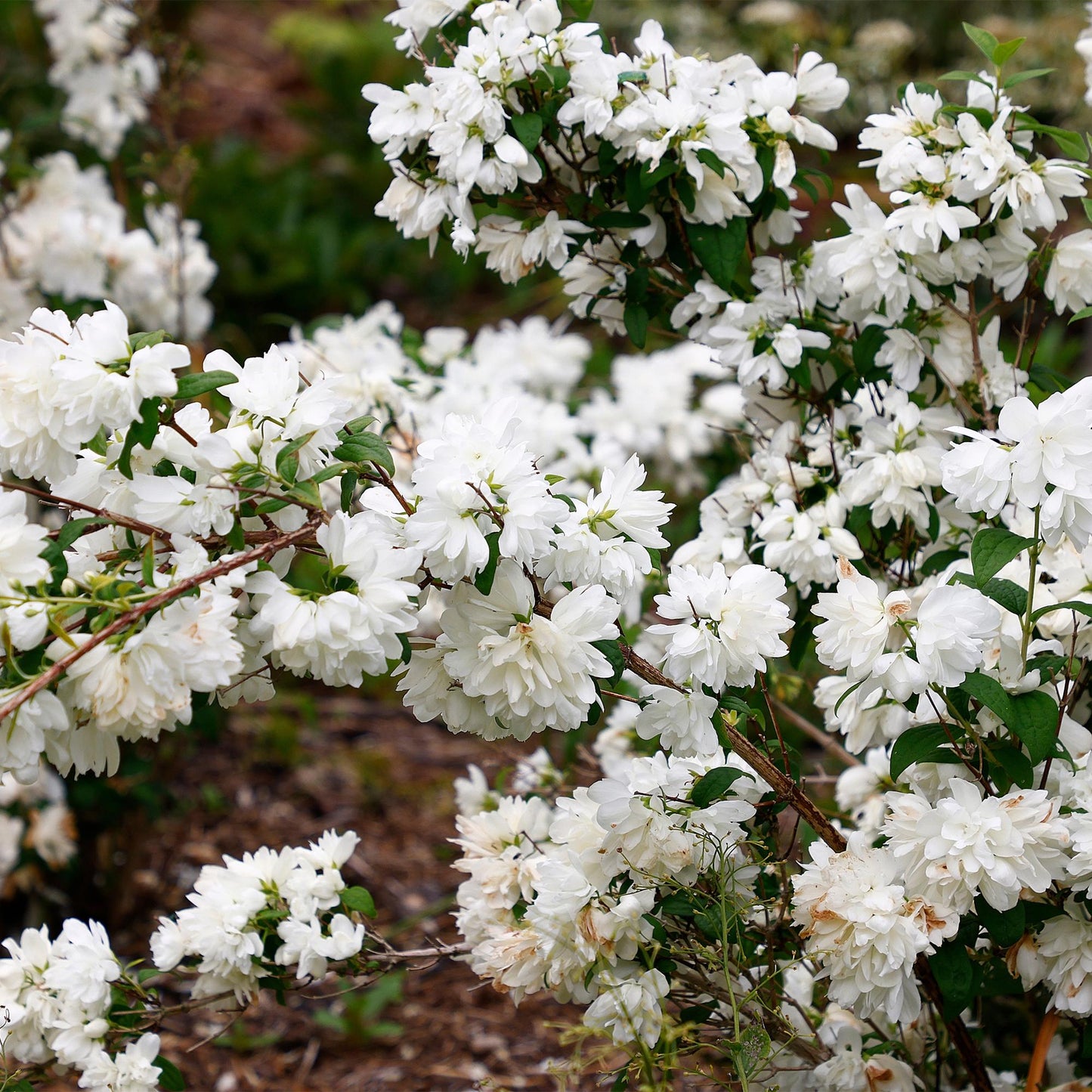 GreenboutiQ - Bauernjasmin - Philadelphus Snowbelle - Blüte Weiß - 1 Pflanze - Laubabwerfend - Wenig Pflege - Topf 17cm Höhe 45cm