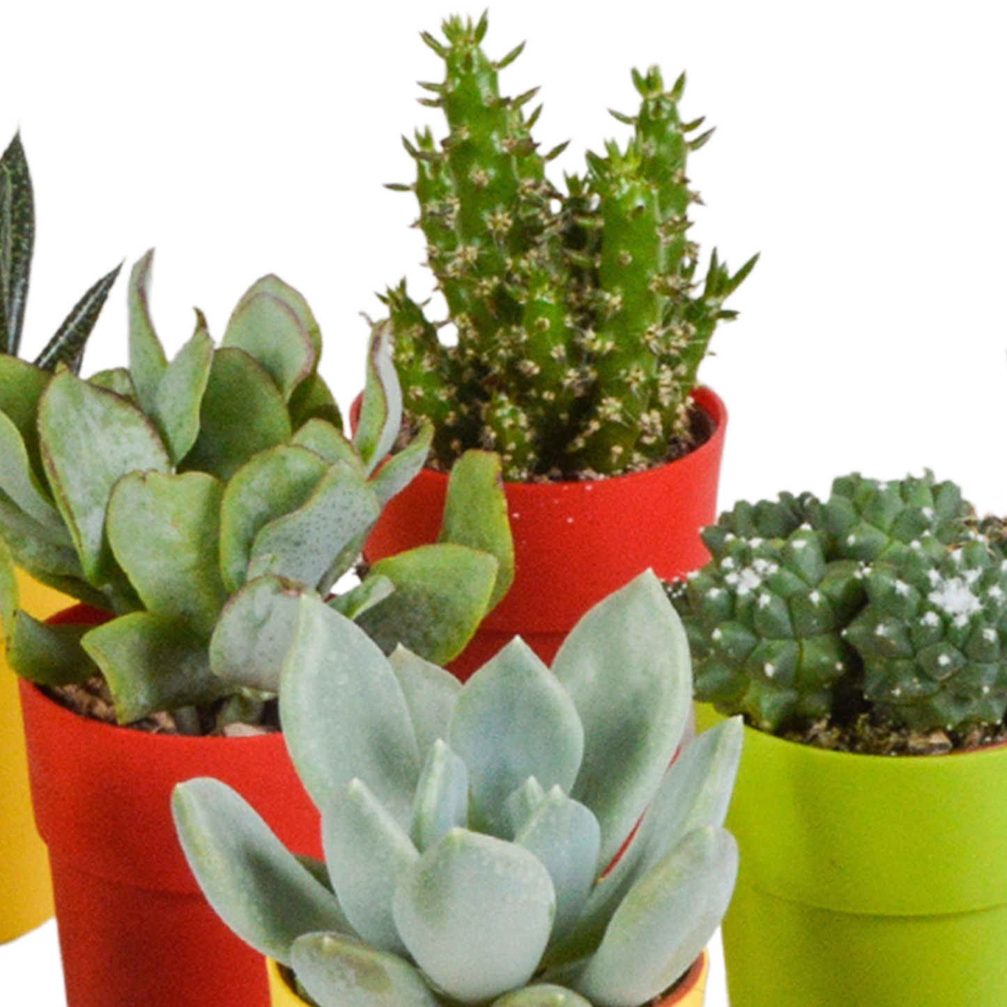 Cactus en vetplanten Mischung 5,5 cm | 15 stück - in gekleurde plasticpot
