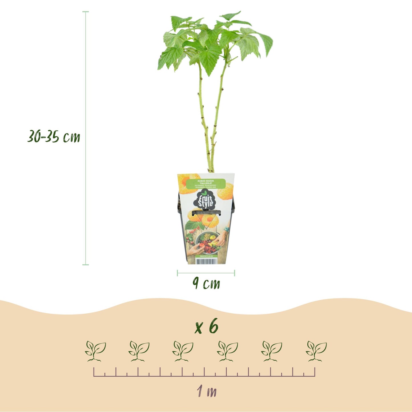 GreenboutiQ - Obstpflanzen - Himbeere - Rubus idaeus Fallgold - Winterhart - 6 Pflanzen - Topf 9 cm - Gelbe Himbeere