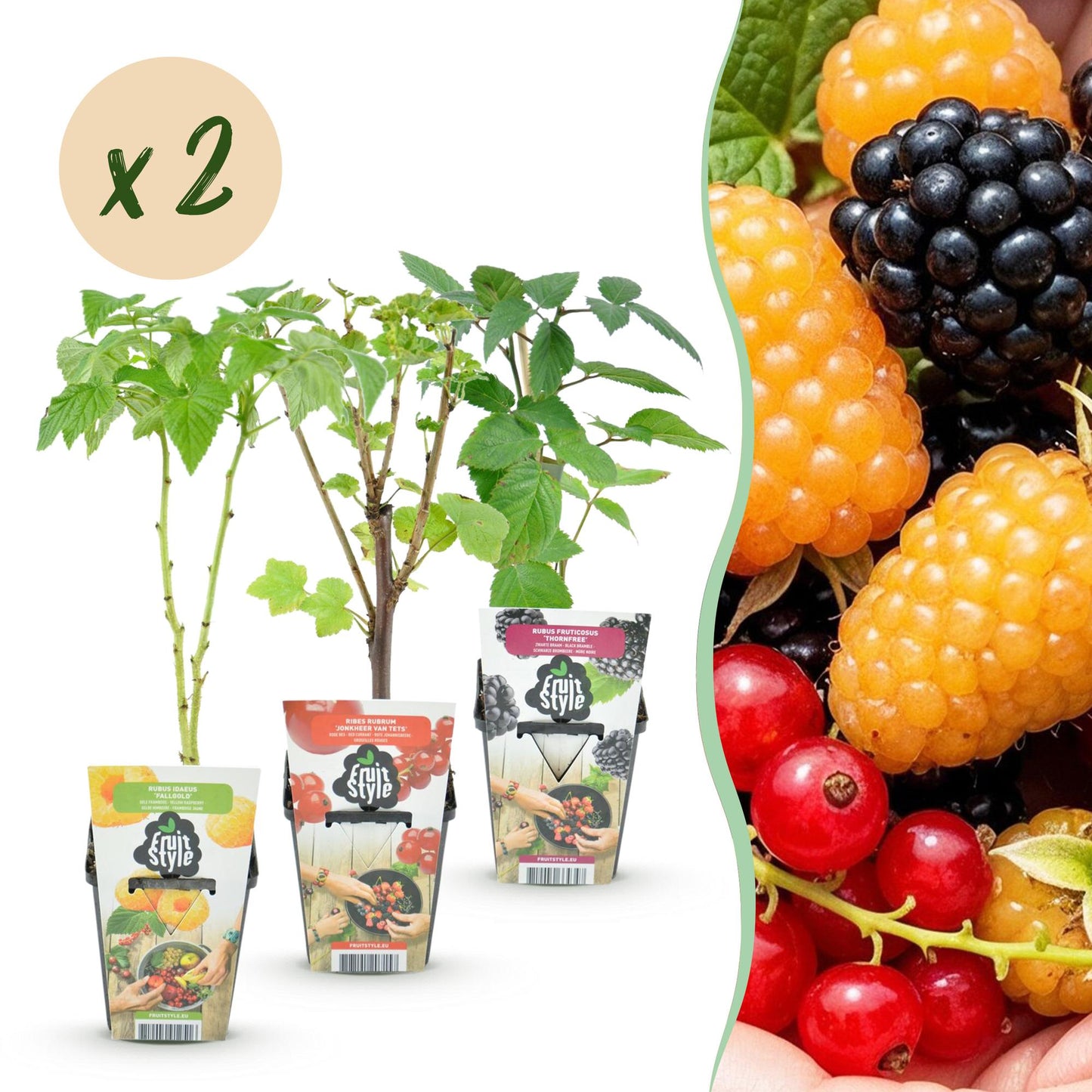GreenboutiQ - Obstpflanzen - Tricolour - Rote Johannisbeere - Gelbe Himbeere - Schwarze Brombeere - Winterhart - 6 Pflanzen - Topf 9cm