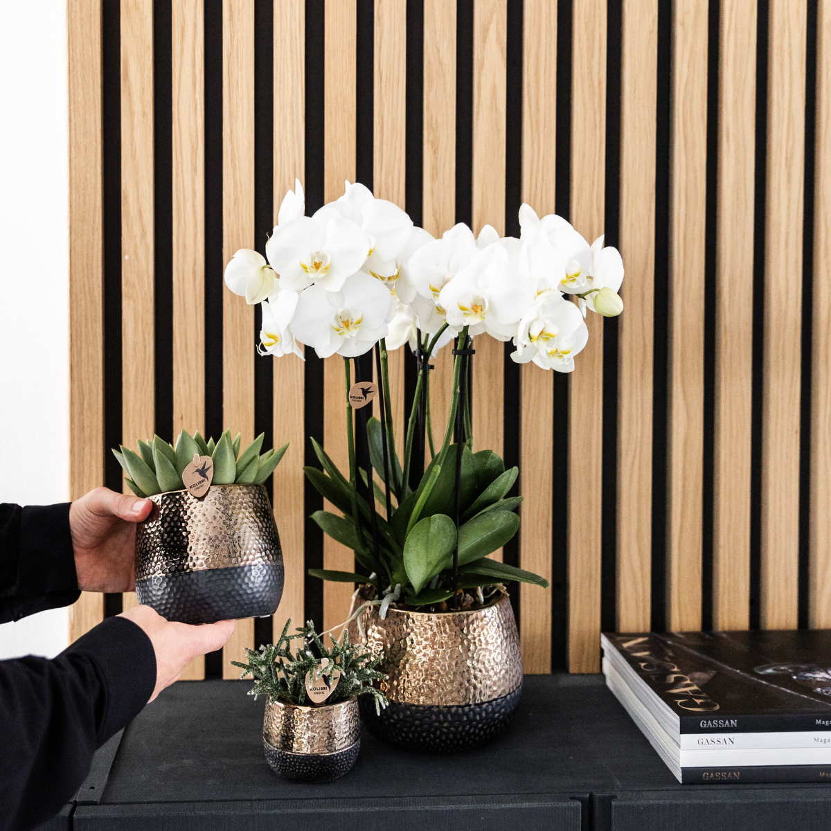 Kolibri Orchids I COMBI DEAL von 2 weißen Phalaenopsis-Orchideen - Topfgröße Ø12cm | blühende Zimmerpflanze - frisch vom Züchter