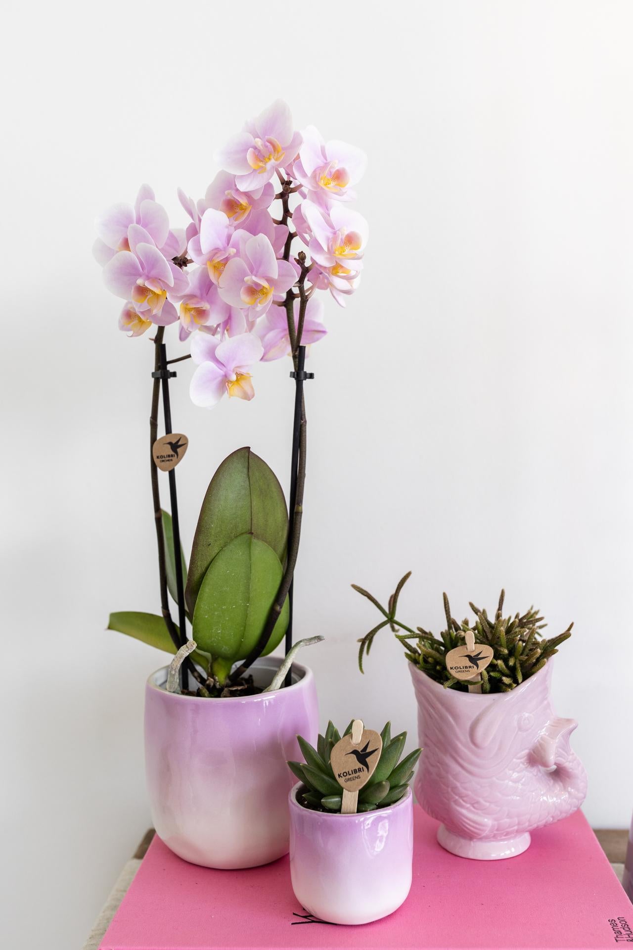 Kolibri Orchids | Rosa Phalaenopsis Orchidee - Andorra - Topfgröße Ø9cm | blühende Zimmerpflanze - frisch vom Züchter