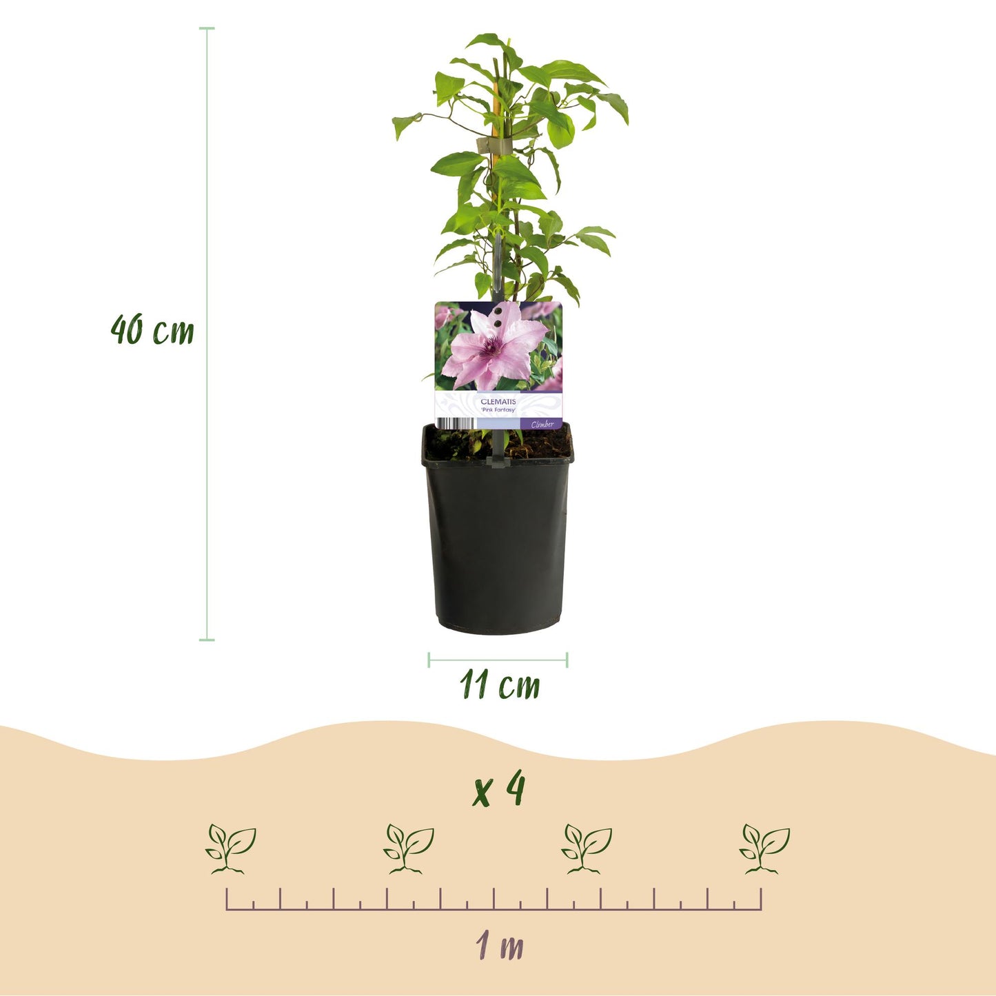 GreenboutiQ - Kletterpflanze - Clematis Pink Fantasy - Blüte Rosa - Wenig Pflege - 2 Pflanzen - Topf 11cm Höhe 40cm