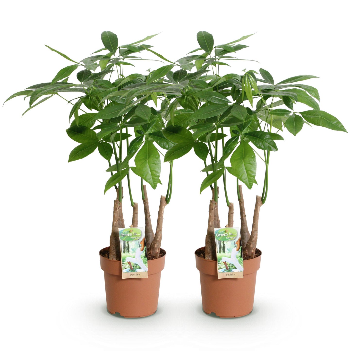 Green boutiQ - Zimmerpflanzen - Pachira Aquatica Mehrstamm - Geldbaum - Wenig Pflege - Grün - 2 Pflanzen - Topf 17cm - Höhe 50-55cm