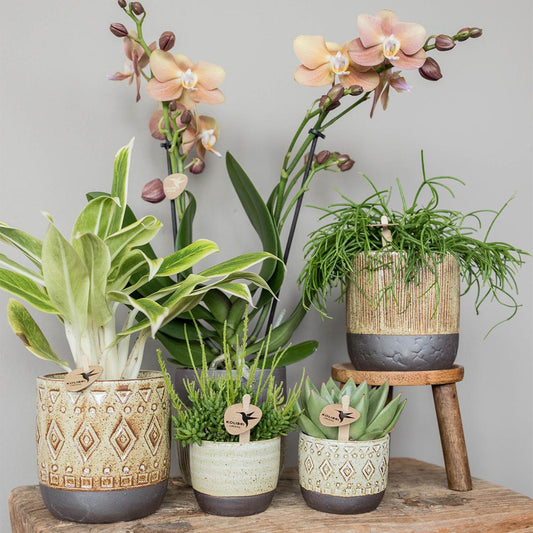 Kolibri Greens | Groene Pflanze - Sukkulente Echeveria Miranda - Blumenerde Ø6cm - grüne Zimmerpflanze - frisch aus der Gärtnerei