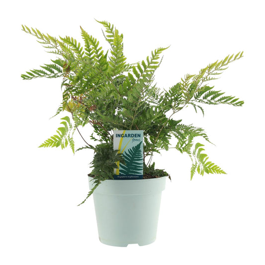 Dryopteris Erythrosora - Ø17cm - ↕40cm