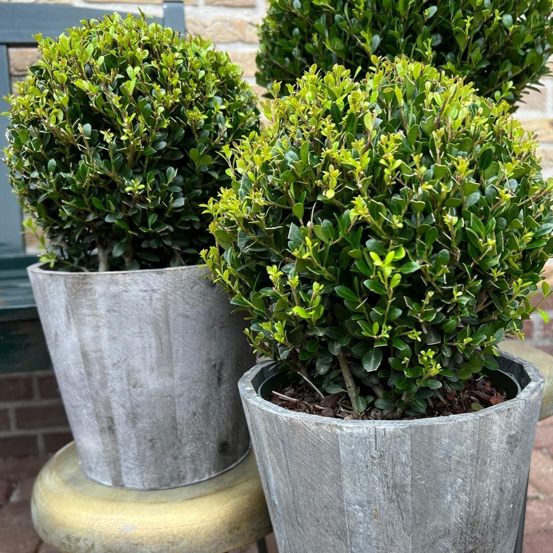 2x Ilex crenata 'Jenny' bol in houten pot | set van 2 stuks | 20 cm Ø diameter