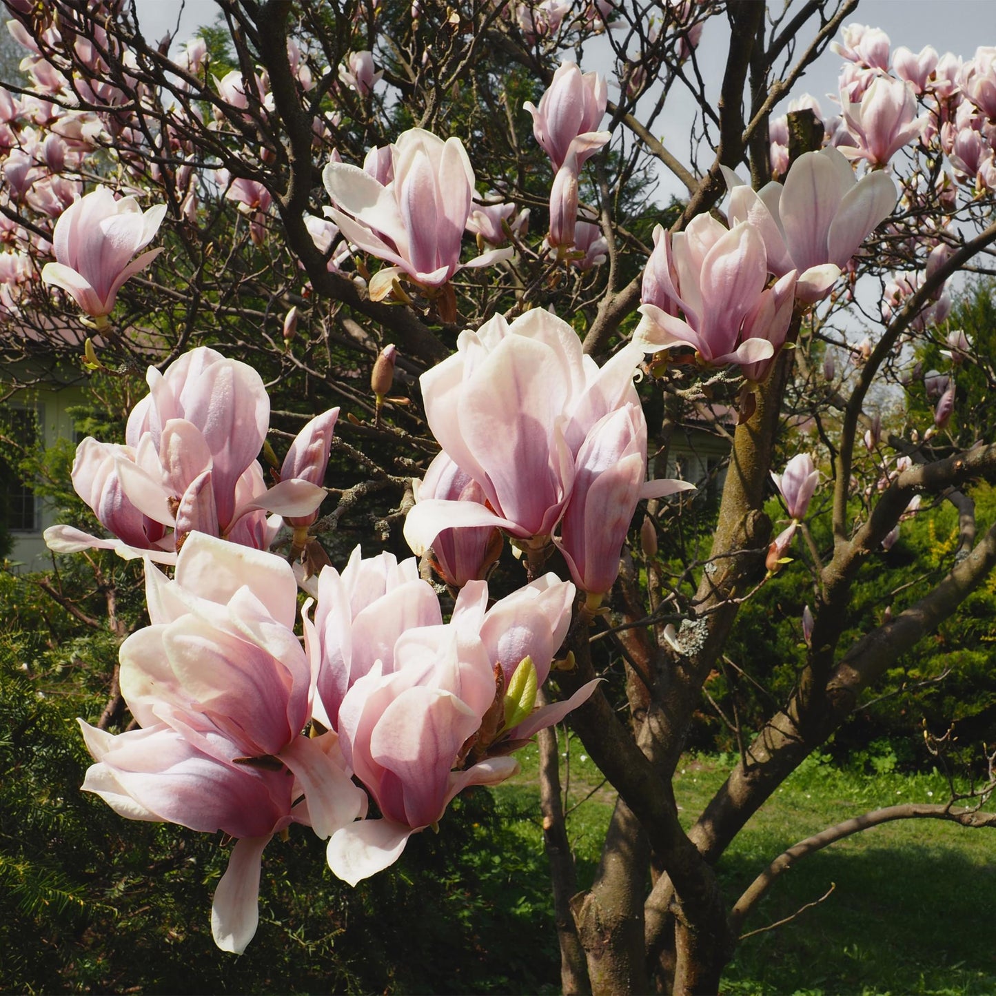 GreenboutiQ - Sträucher - Magnolia Soulangiana - Blüten Hellrosa - 1 Pflanze - Laubabwerfend - Wenig Pflege - Topf 17cm Höhe 45cm