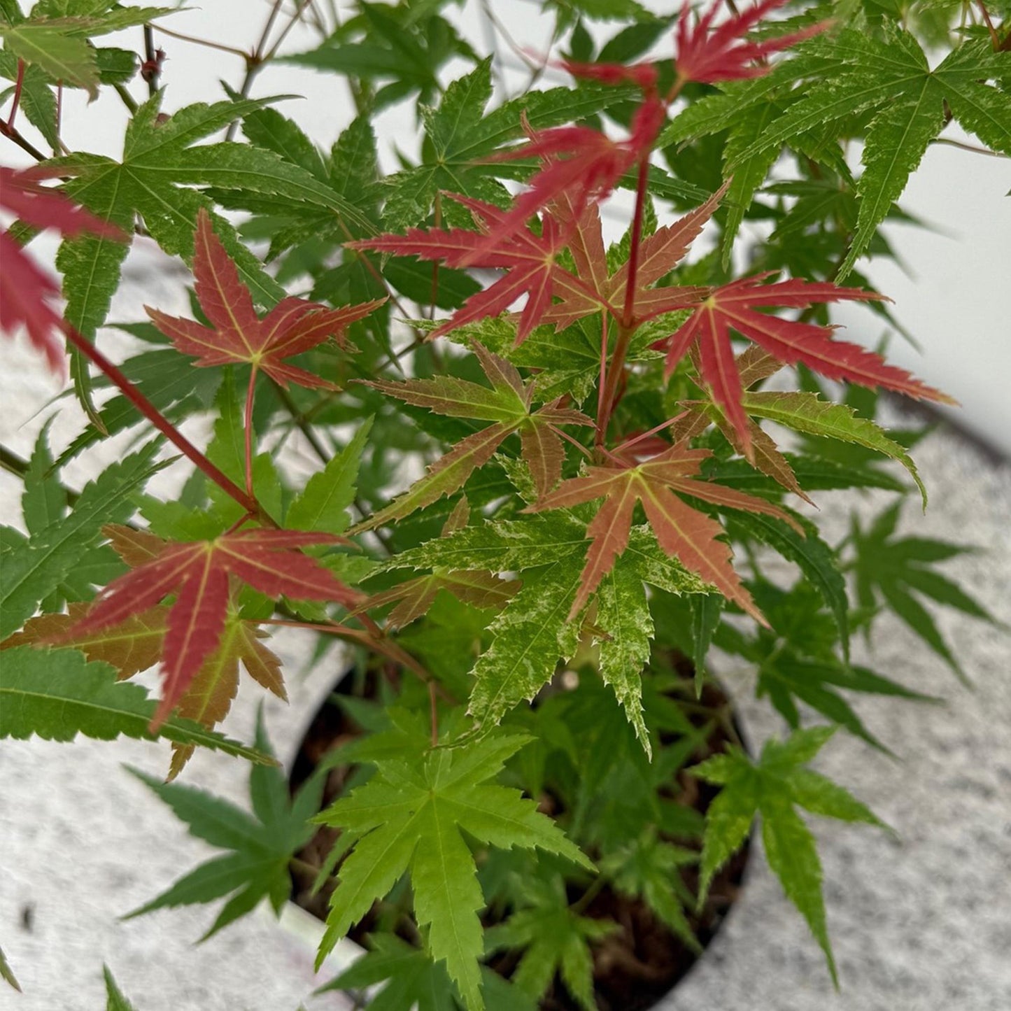 GreenboutiQ - Balkonpflanze - Japanischer Ahorn - Acer palmatum Phoenix - Rosa - 1 Pflanze - Laubabwerfend - Topf 19cm Höhe 70cm