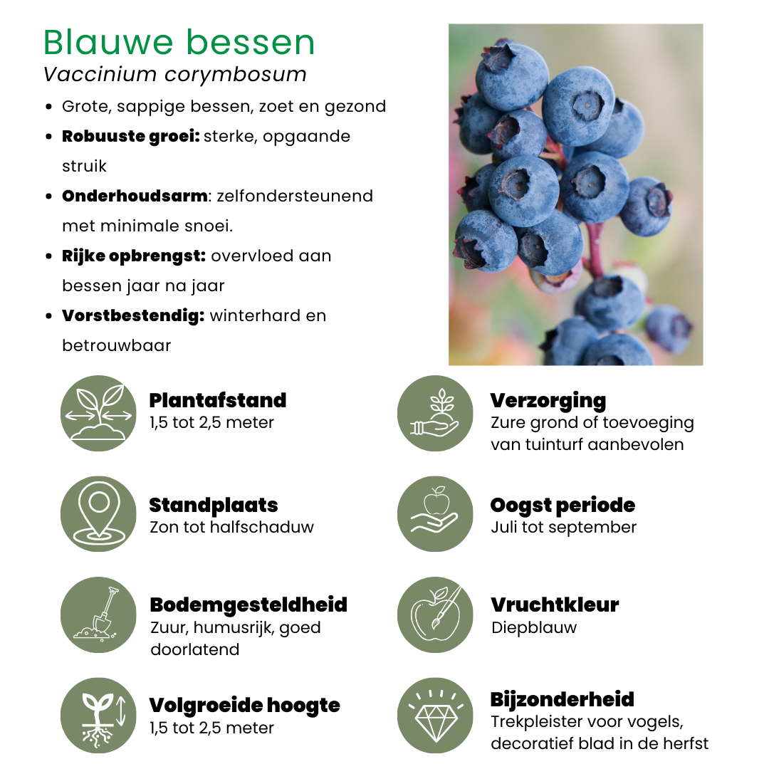 "Fruchtoase" BIO Obstpflanzen set im mix von 5 verschiedene Sorten