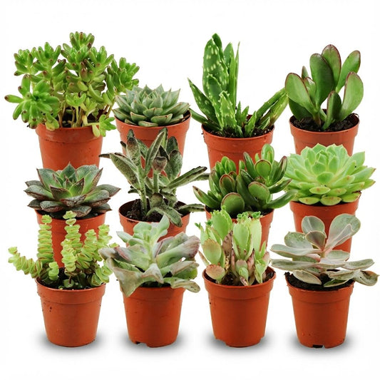 Mini Sukkulenten Mix - 12 Stück - Ø 5,5 cm - Höhe: 5-10 cm