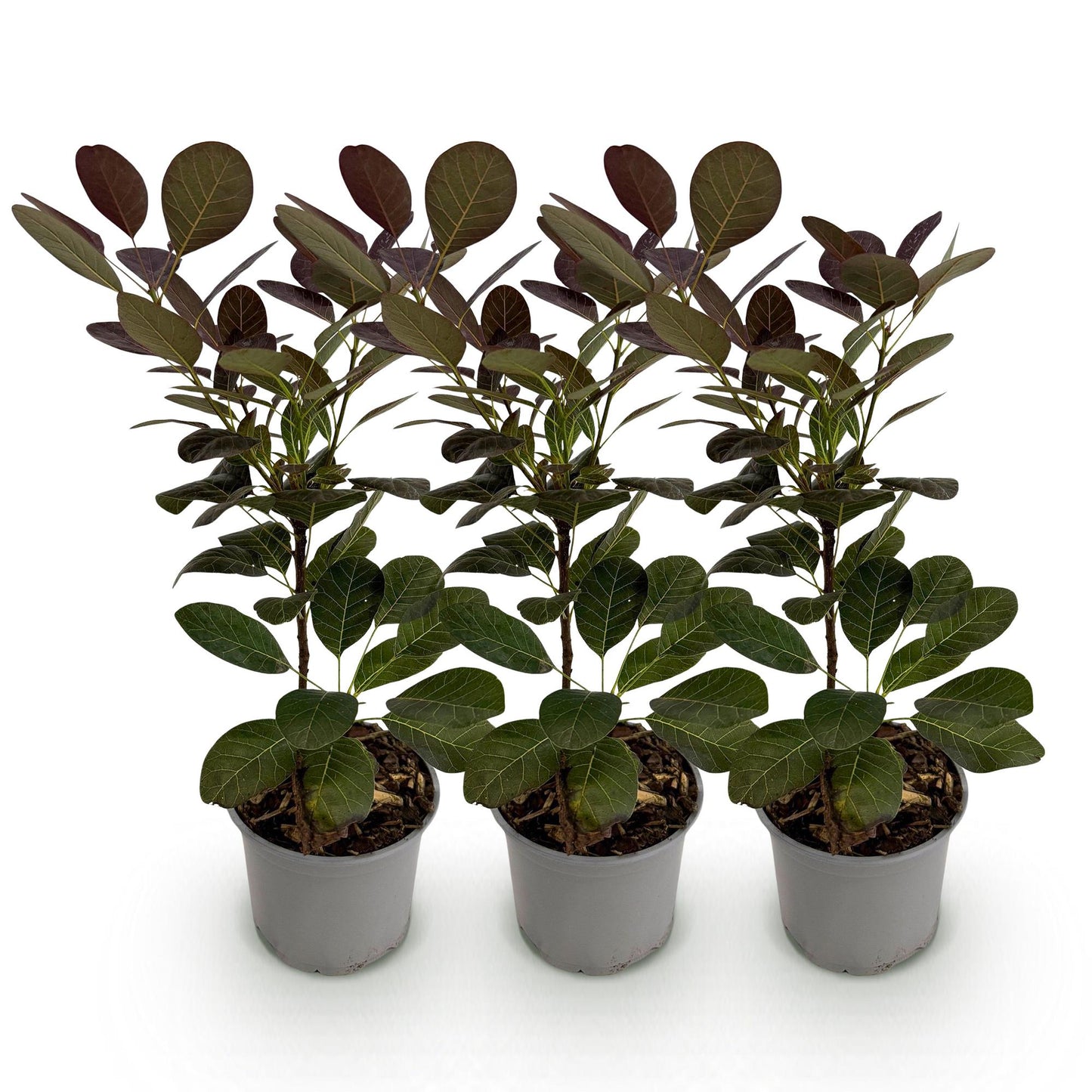 GreenboutiQ - Gartenpflanze - Cotinus coggyria Royal Purple - Lila - 3 Pflanzen - Laubabwerfend - Wenig Pflege - Topf 12cm Höhe 35cm
