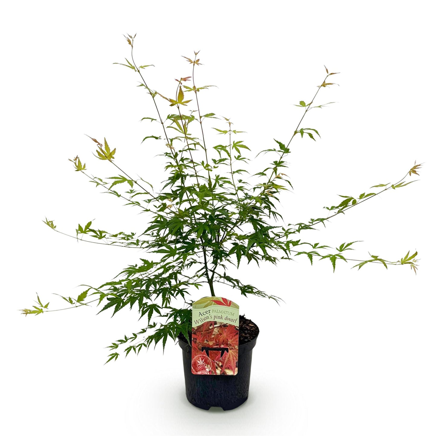 GreenboutiQ - Balkonpflanze - Japanischer Ahorn - Acer palmatum Pink Dwarf - Rosa - 1 Pflanze - Laubabwerfend - Topf 19cm Höhe 70cm