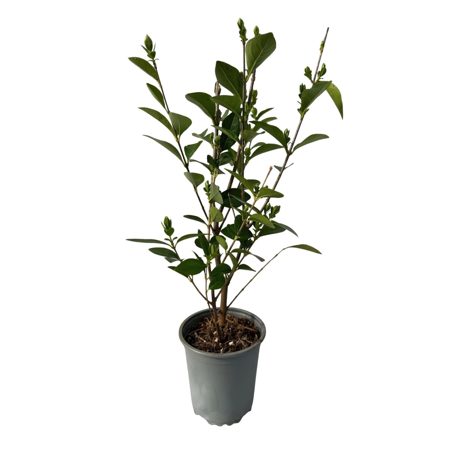GreenboutiQ - Heckenpflanzen - Ligustrum ovalifolium - Blatt grün - 8 Pflanzen - 1 laufender Meter - immergrün - Topf 9cm Höhe 35-40cm
